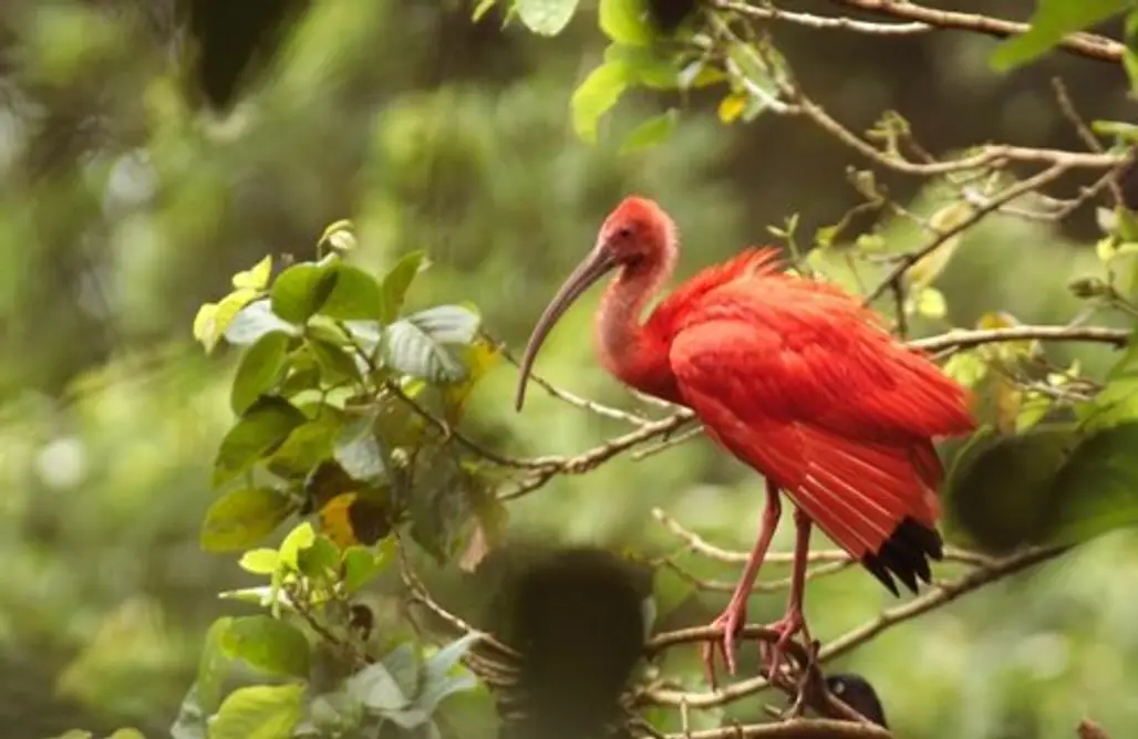 The Birds of Trinidad and Tobago