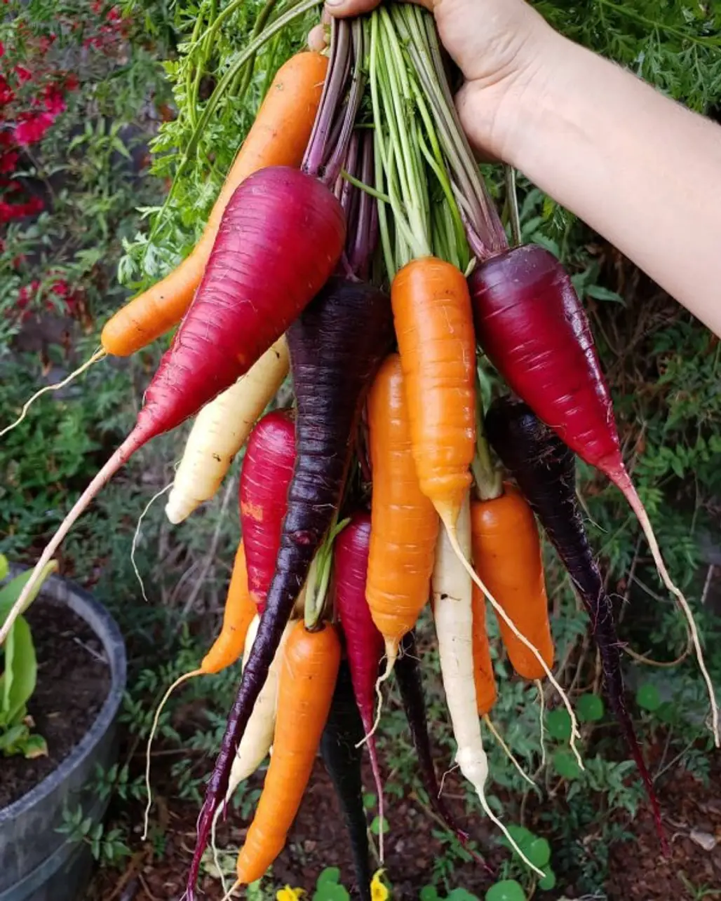 carrot, vegetable, local food, produce, food,