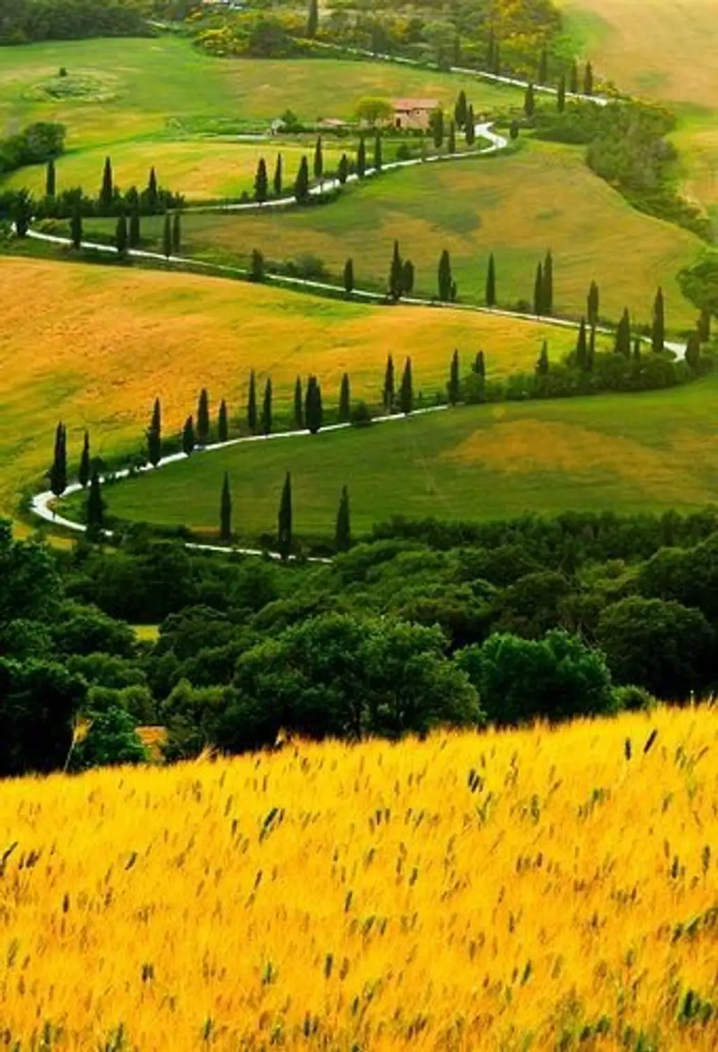 A Cypress-lined Road Zigzagging up a Hill in Tuscany, Italy