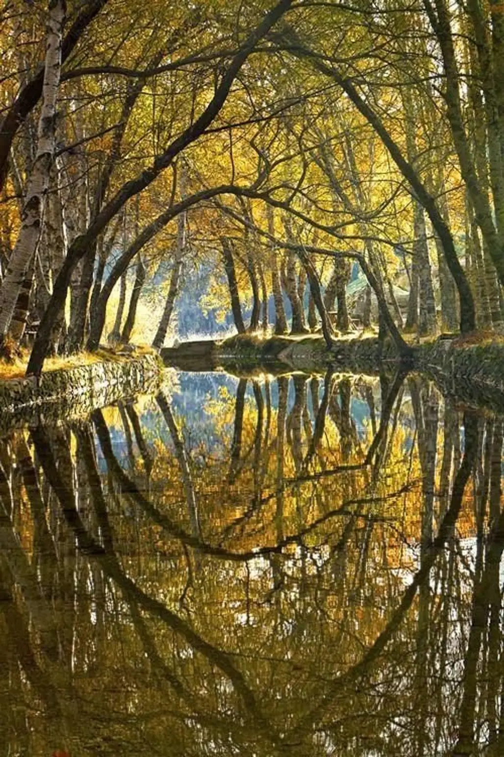 nature,reflection,tree,branch,season,