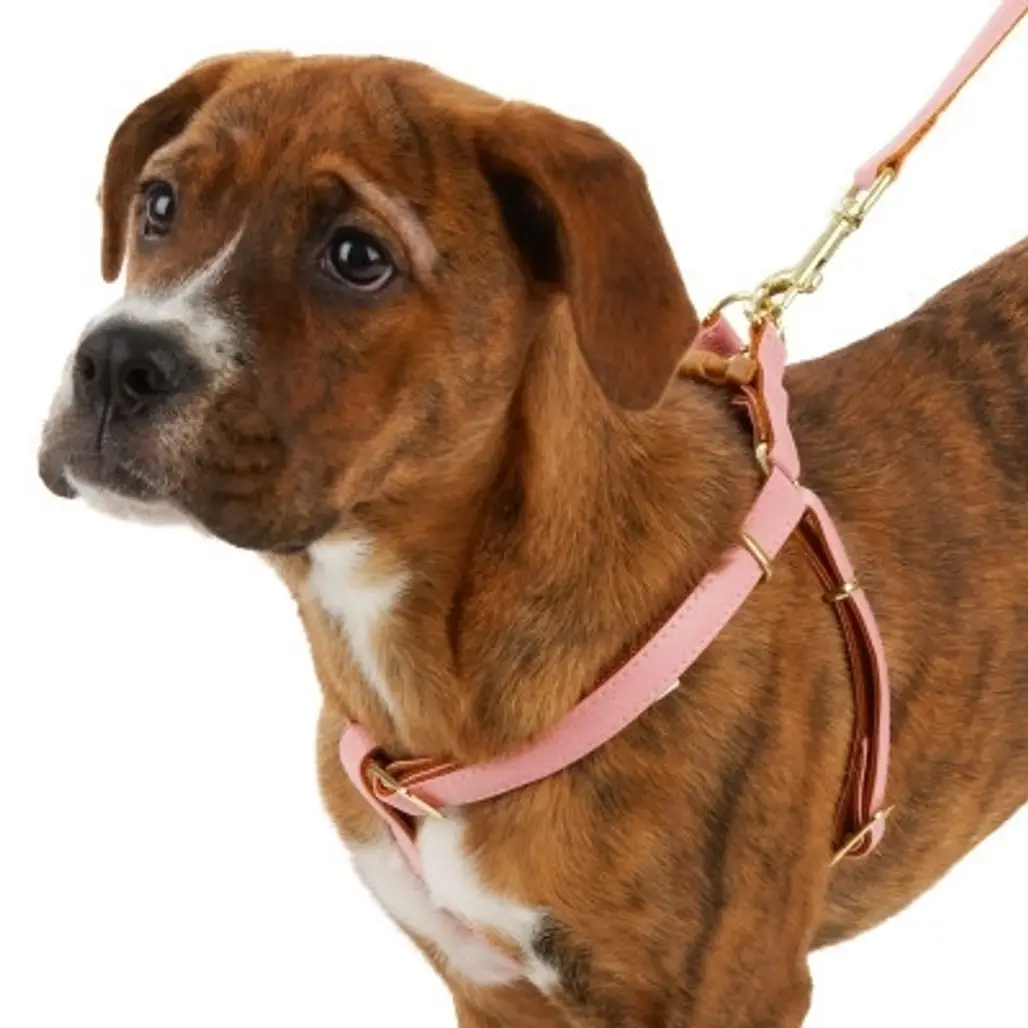 AKC Premier Line Leather Dog Harness