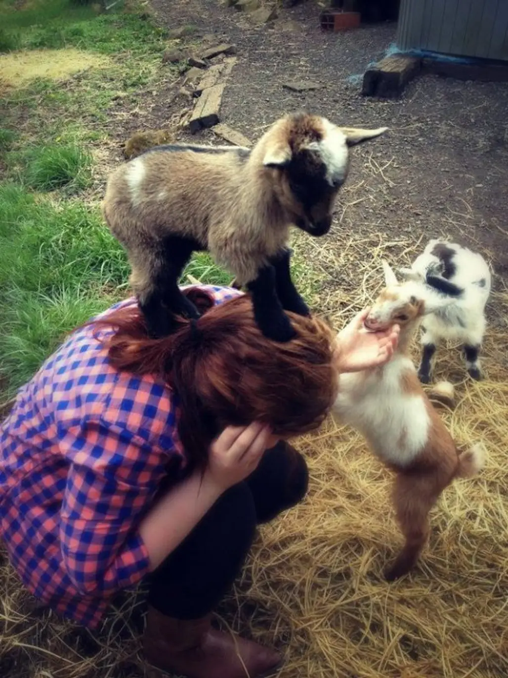 Attack of the Baby Goats
