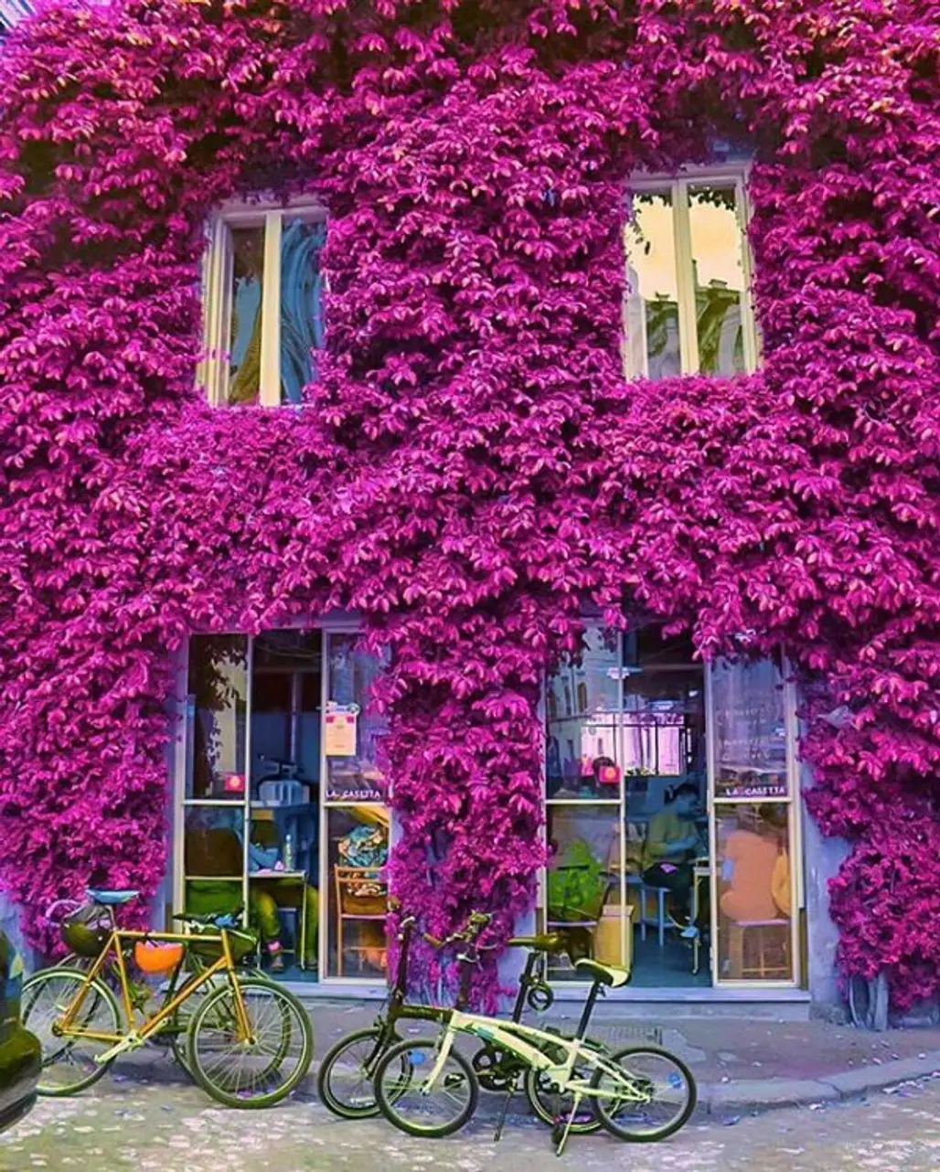 house, flower, color, purple, pink,
