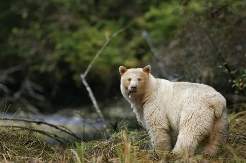Great Bear Rainforest, Canada
