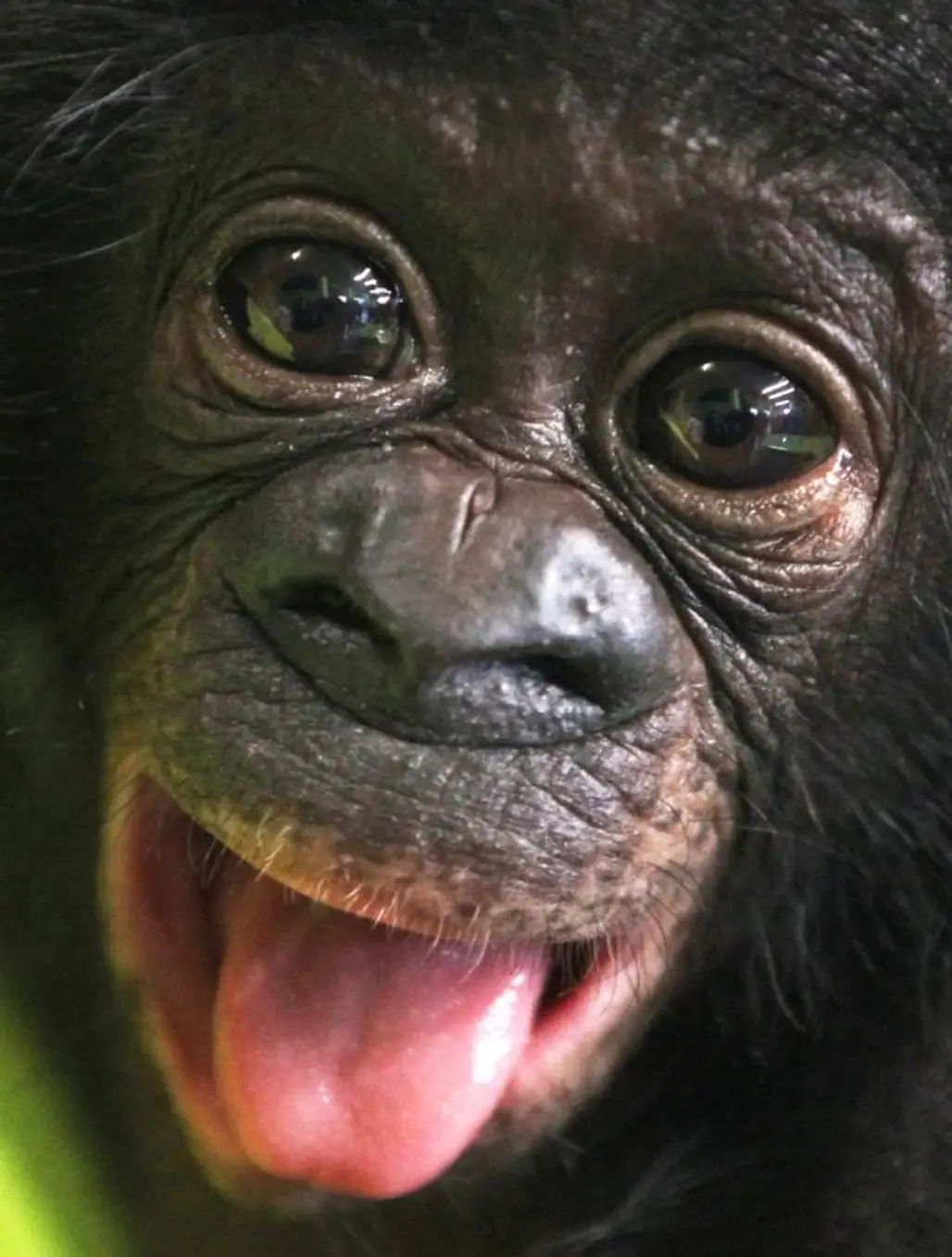 Bonobo Baby Sambo