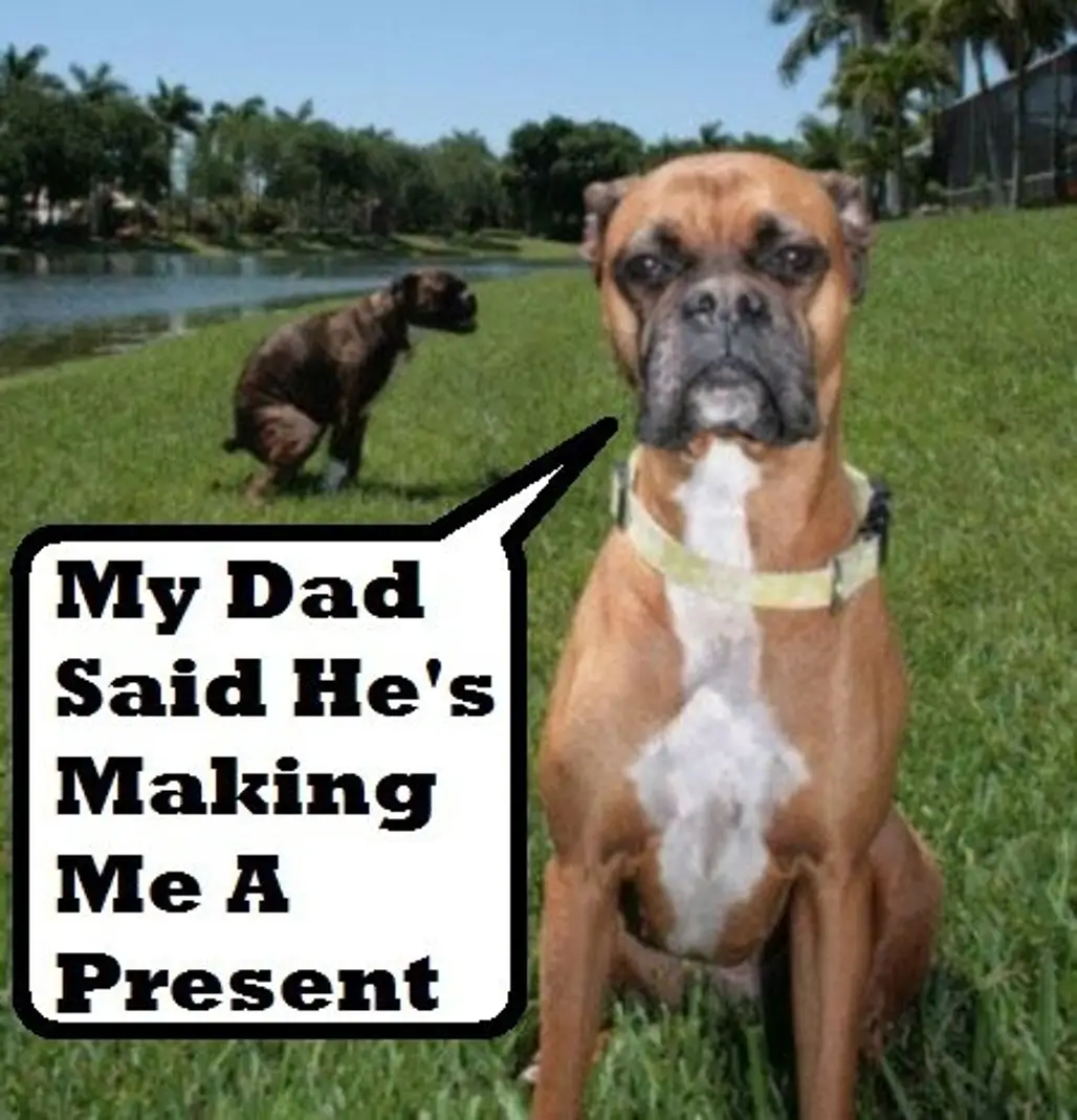 Boxer Dog Gives a Present