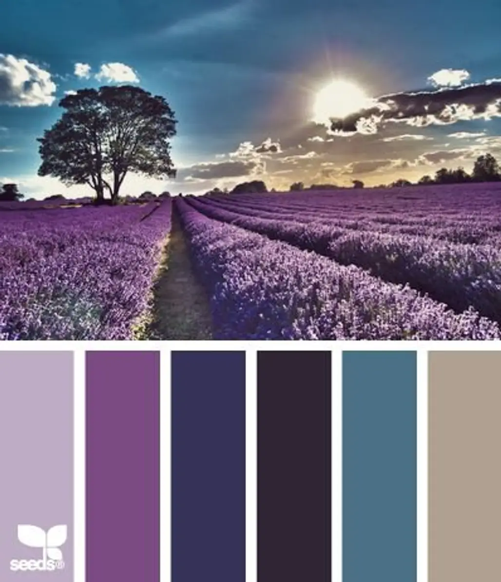 Lavender,color,flower,purple,lavender,