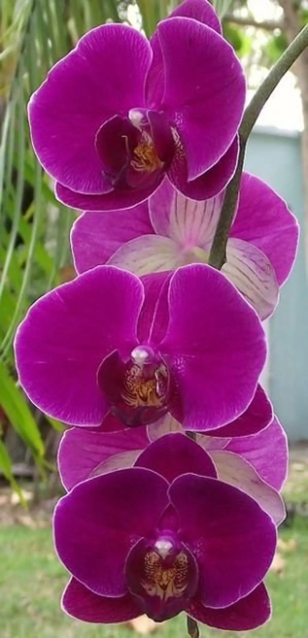 Deep Pink Orchids