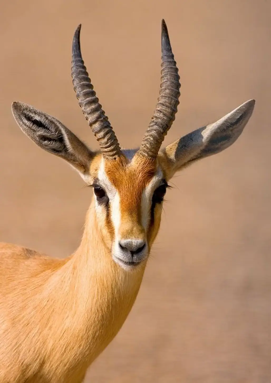 The Dorcas Gazelle