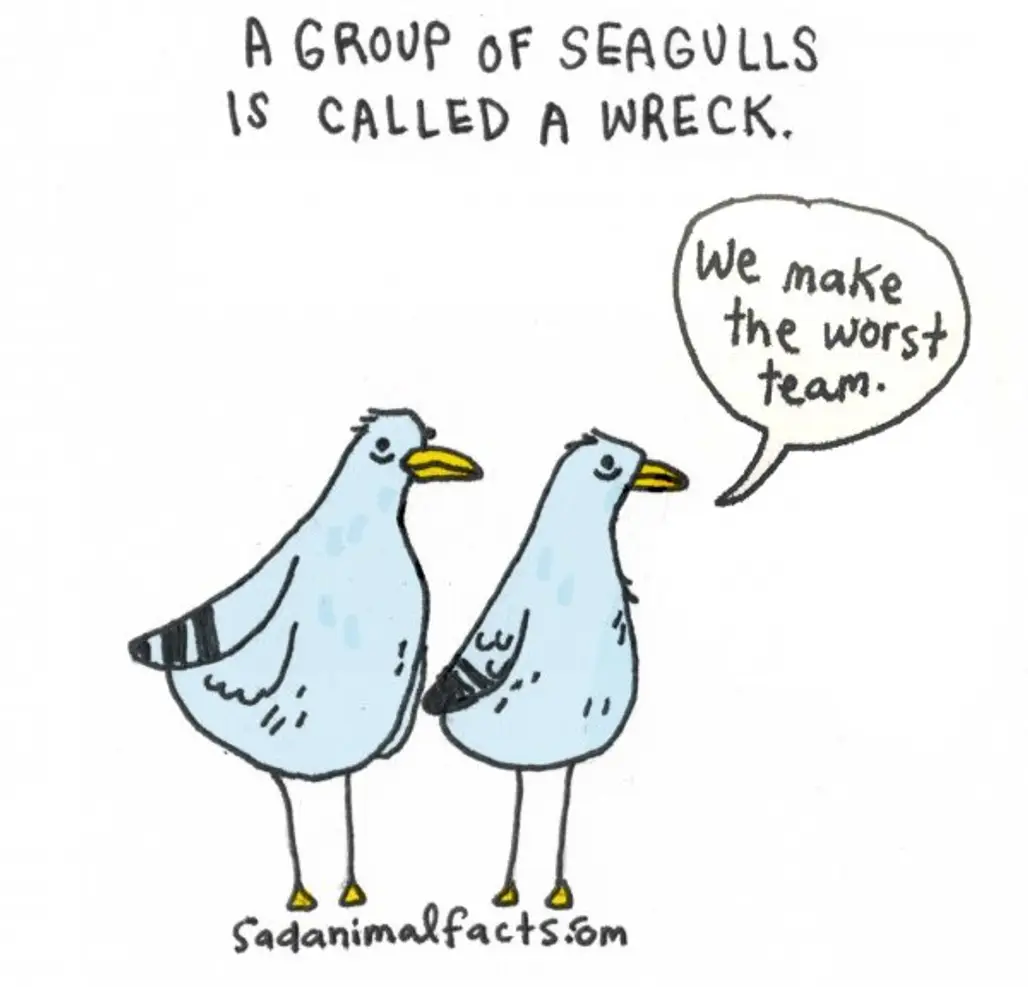 About Seagulls