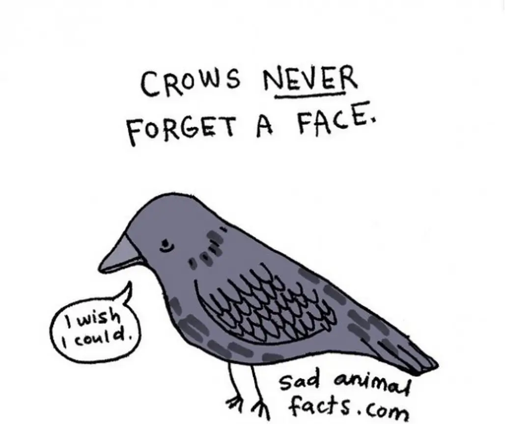 About Crows