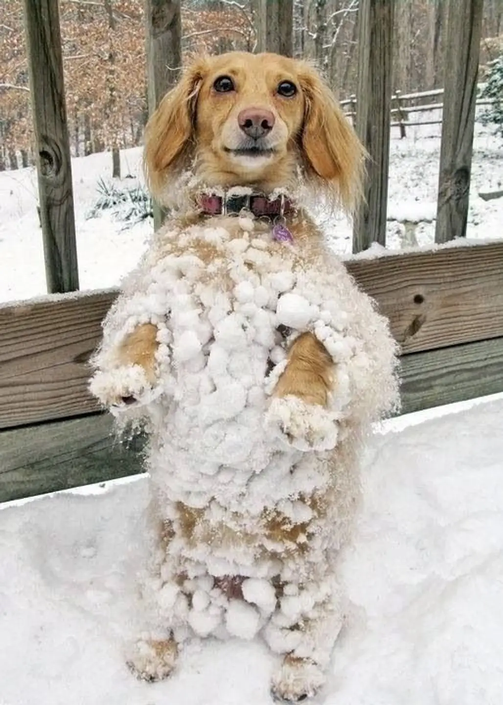 "Ta Da! Snow Dog Extraordinaire"