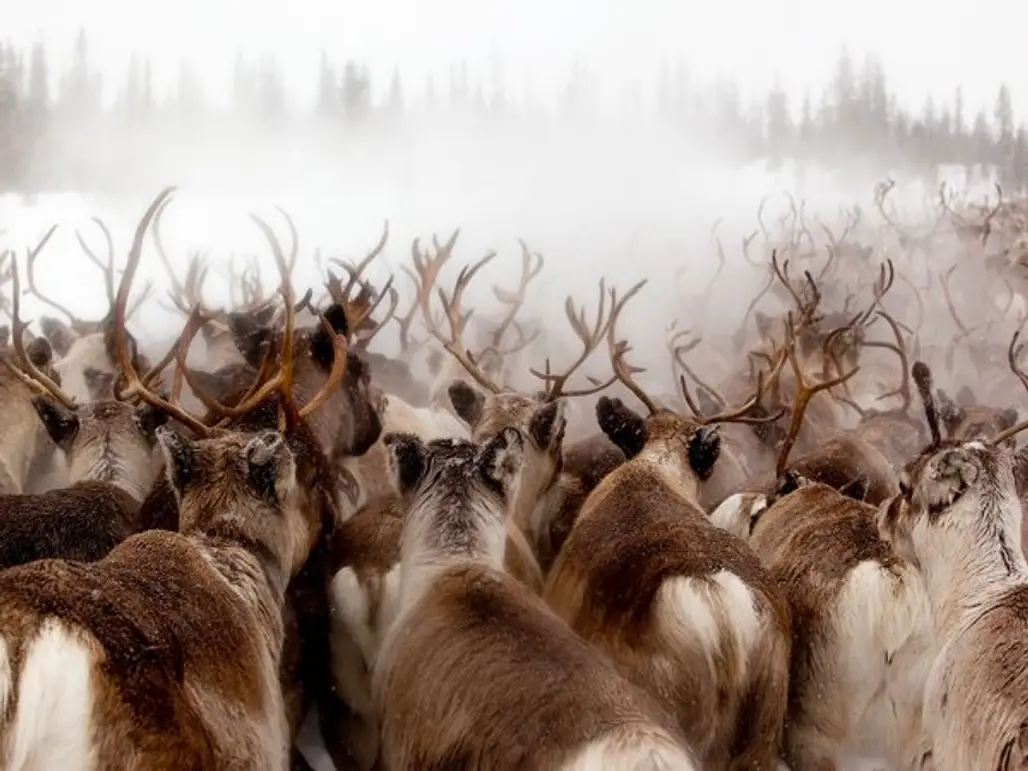Reindeer in Gällivare, Sweden