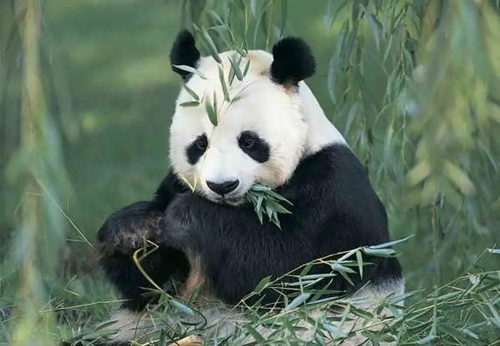 China Giant Panda Conservation