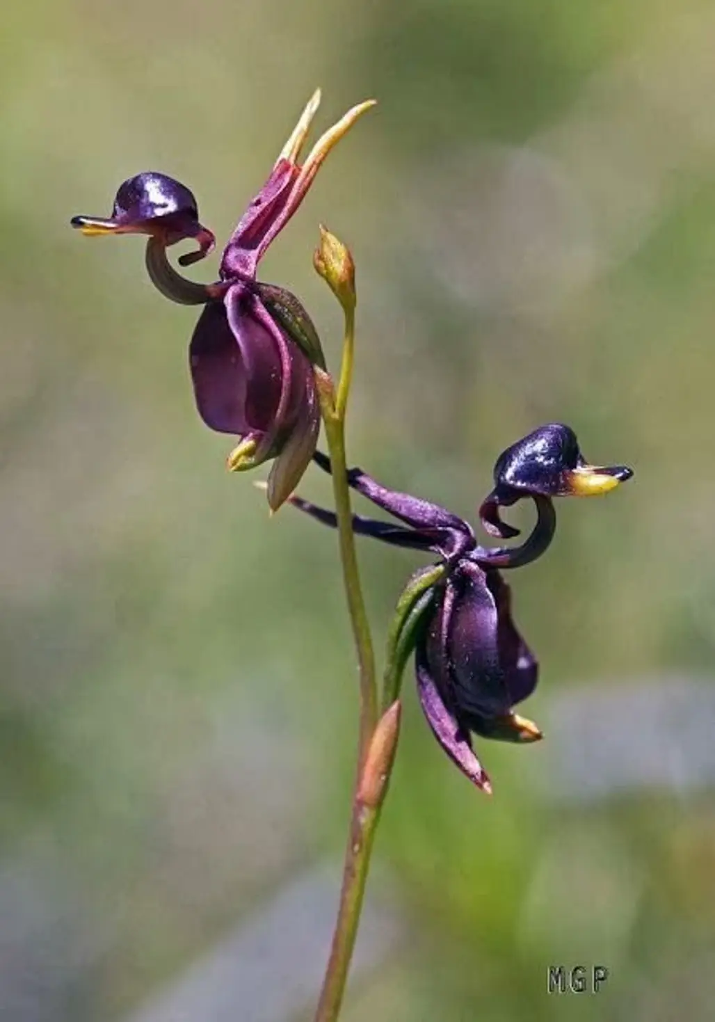 Flying Duck Orchid