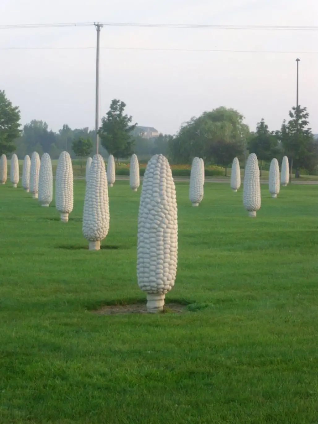 Field of Corn, Dublin, Ohio