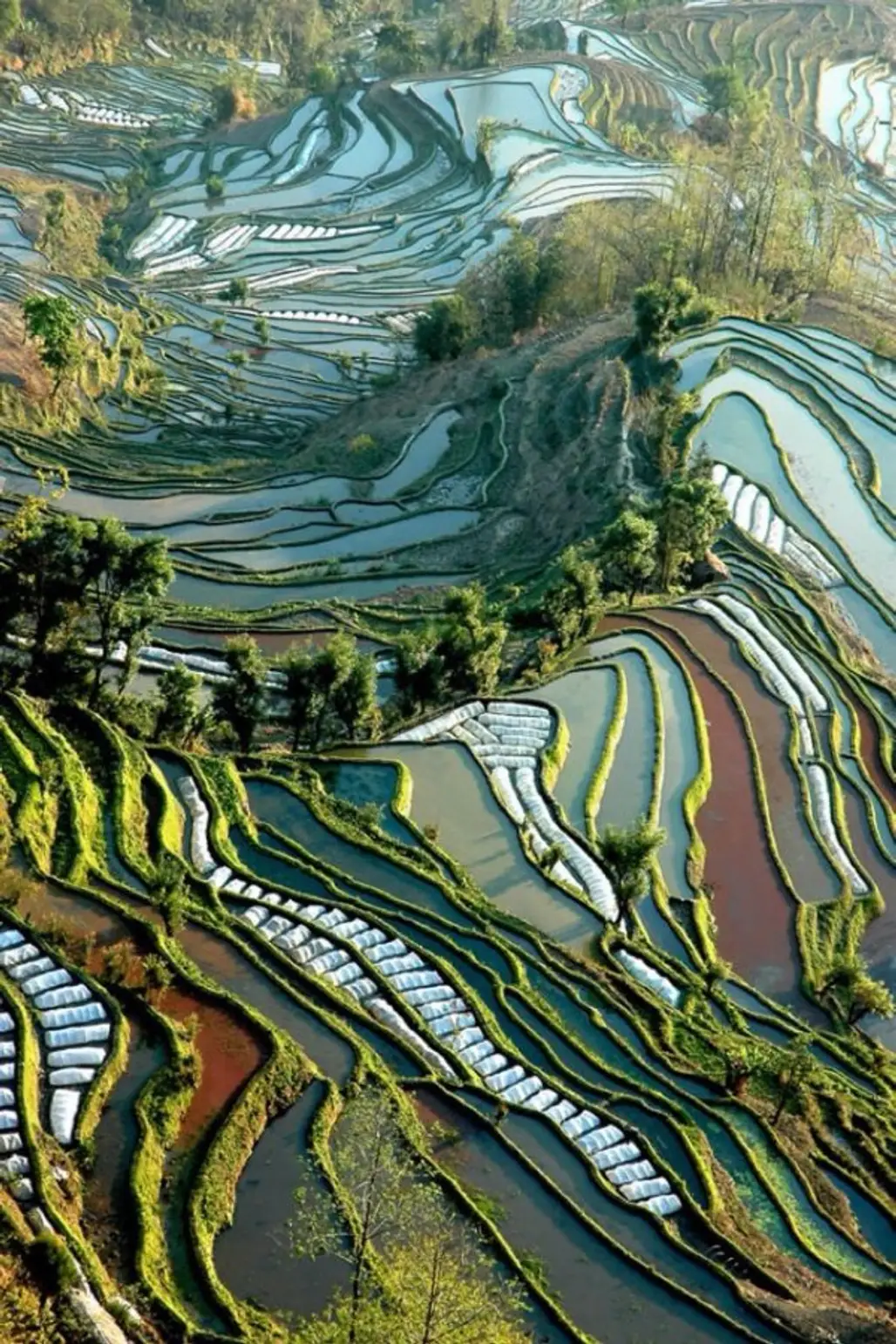 Rice Terraces, Yuanyang, China