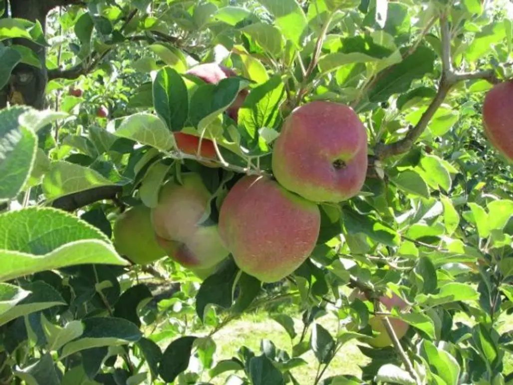 Kiyokawa Family Orchards, Oregon