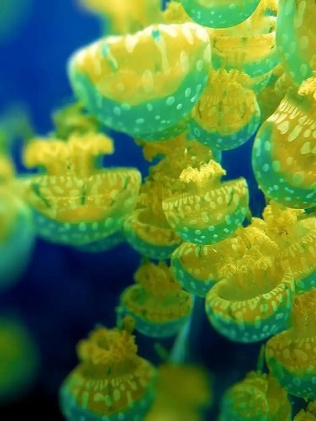 Jellyfish Oceans