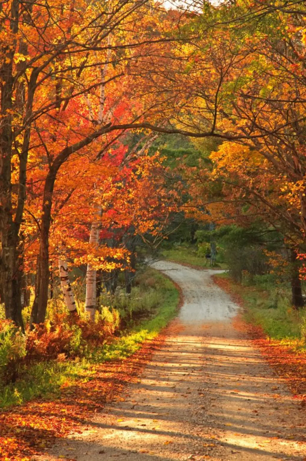 nature, autumn, leaf, path, woodland,