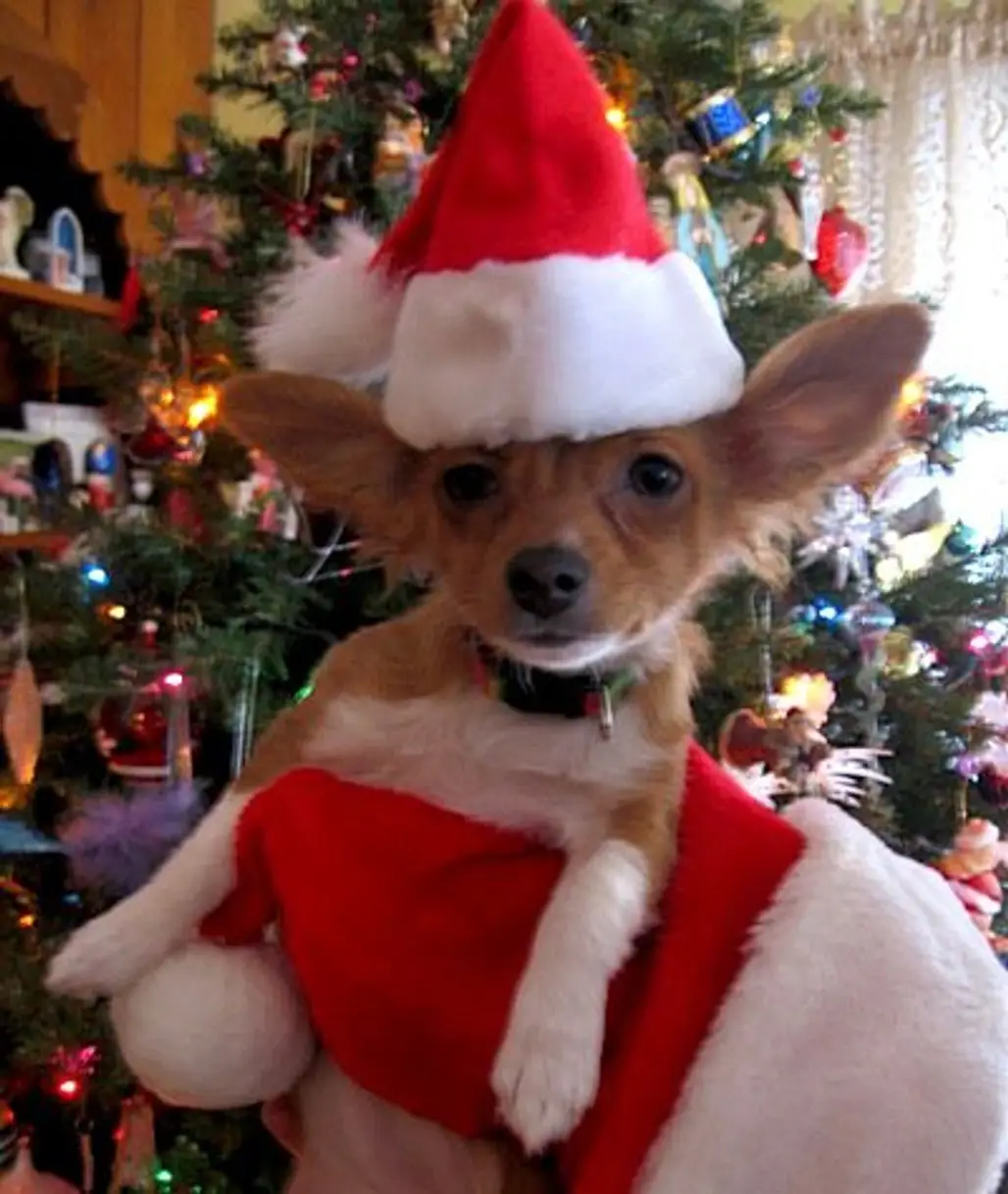 24 Pictures of the Cutest Christmas Pets ...