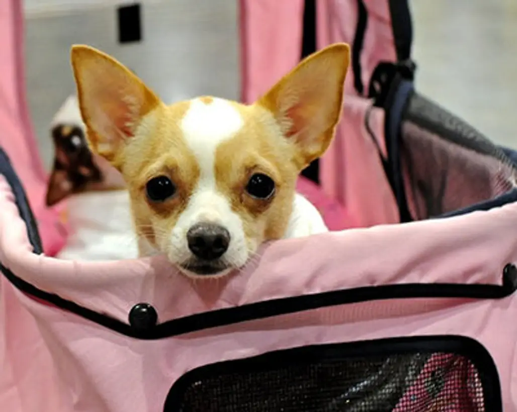 Cute Chihuahua...
