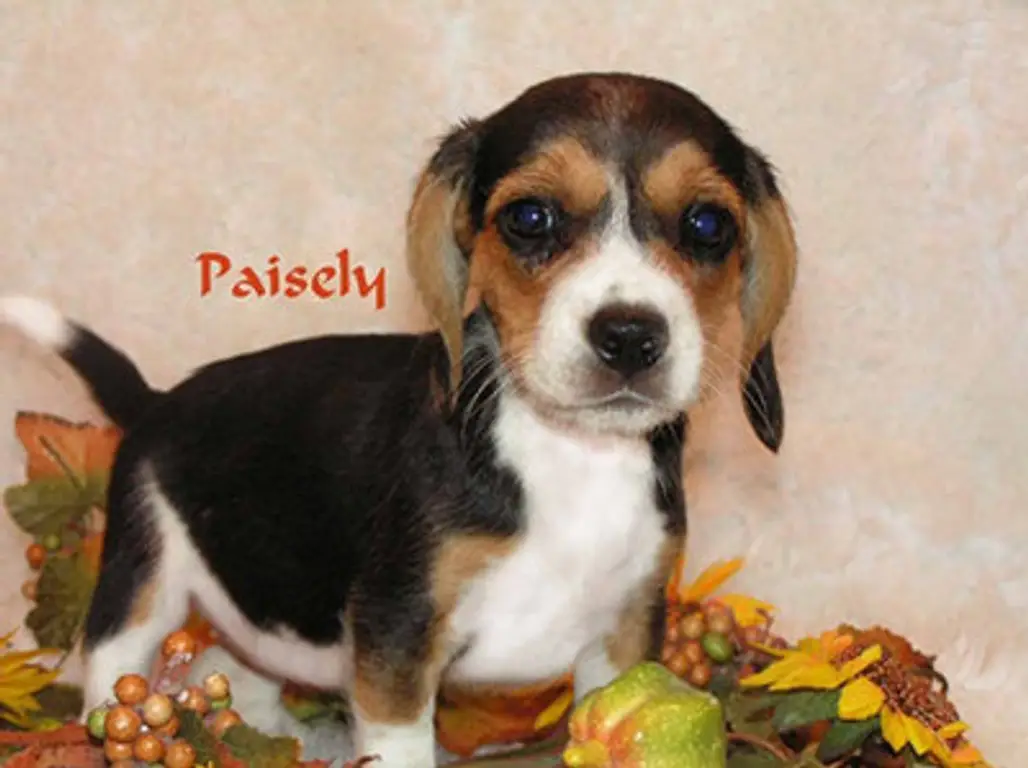 Precious Paisley...