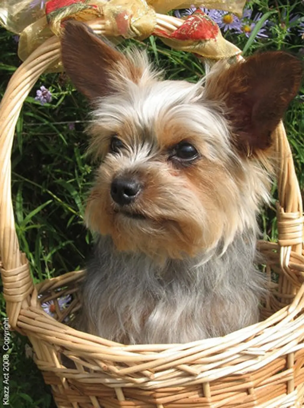 Puppy in a Basket...