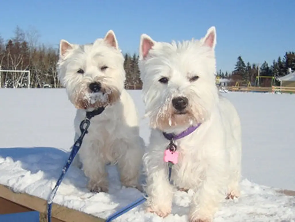 Snow Pups...