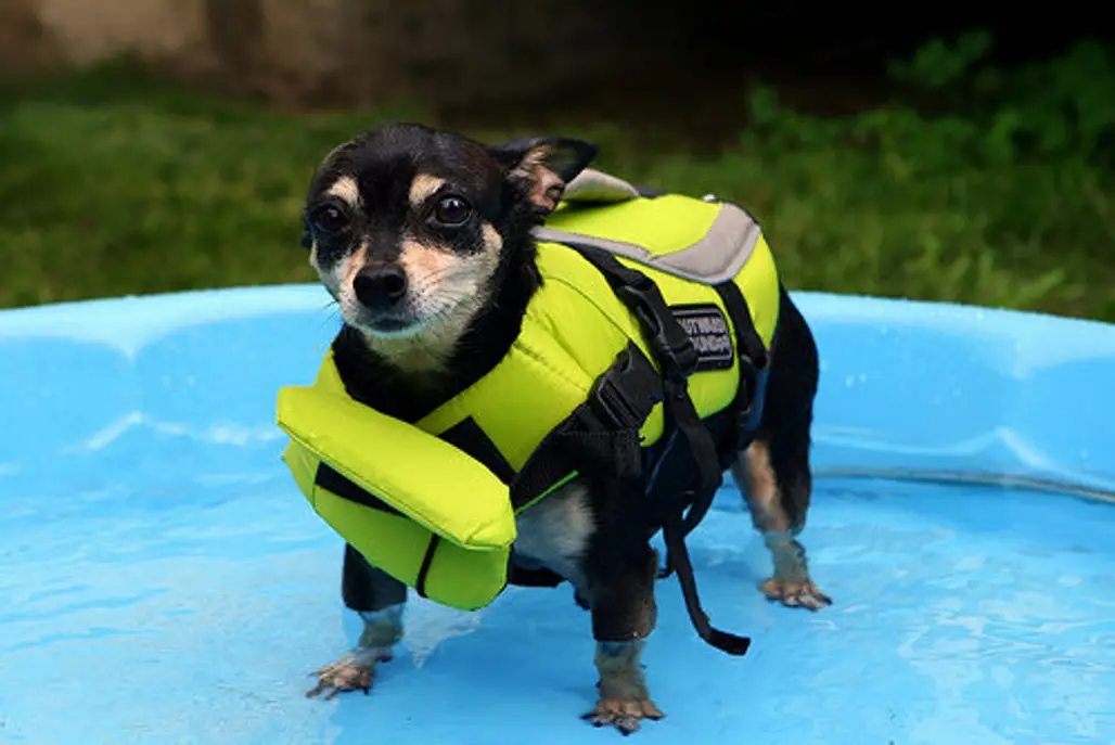 Pet Life Jackets and Vests