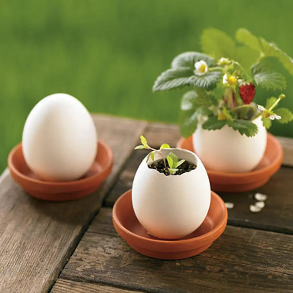 Easter Egglings