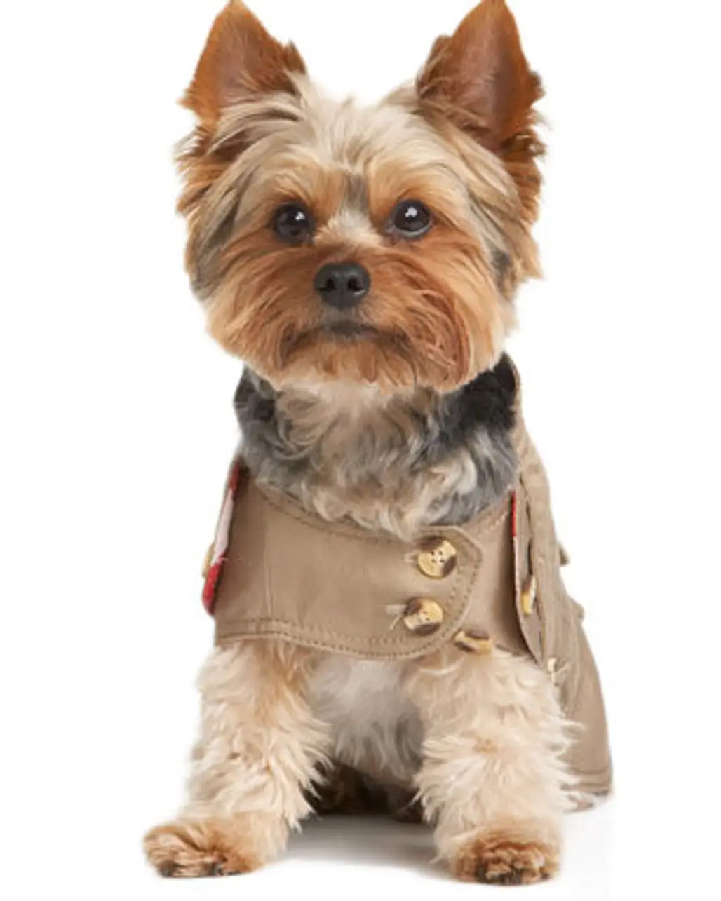 8 Adorable Juicy Couture Accessories for Your Dog ...