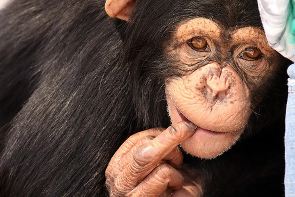 Chimpanzee Kalu