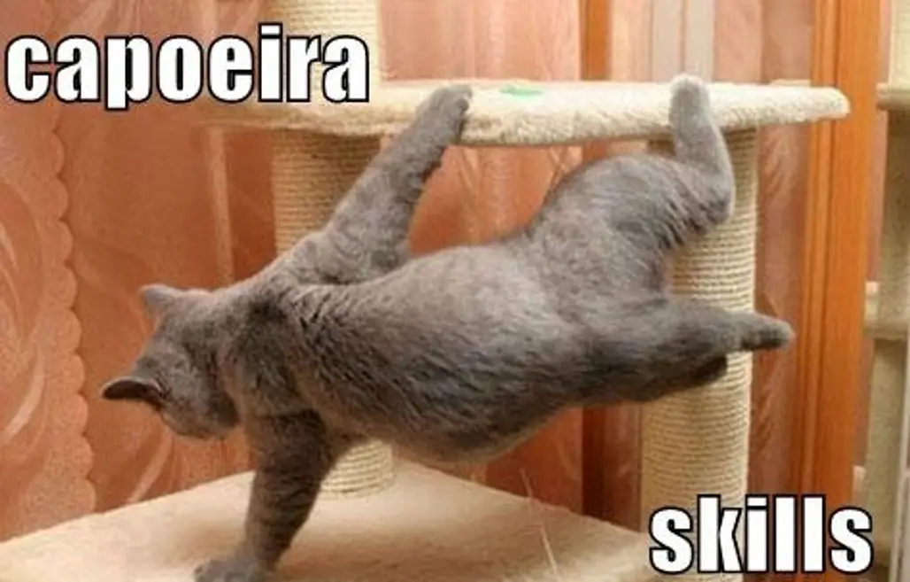 Capoeira Cat