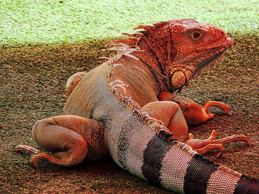 Cleaning Your Iguana