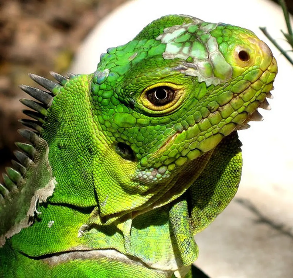 Iguanas Are Prone to Certain Diseases