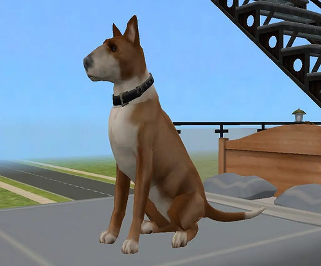 Sims Pets on Gamecube