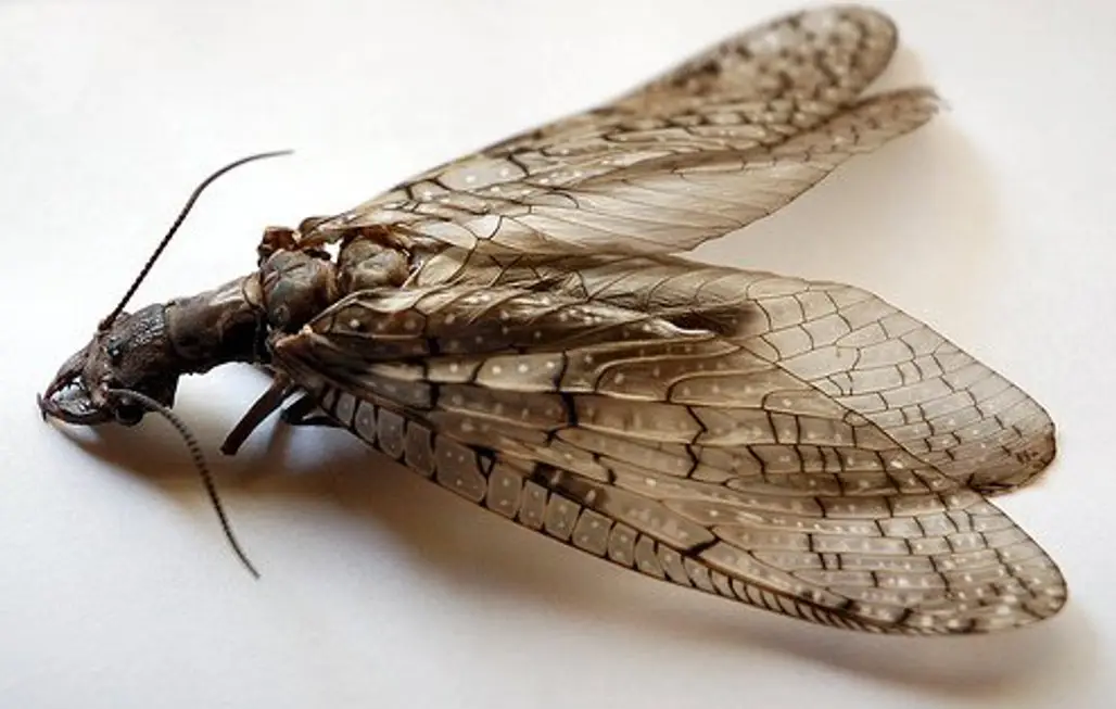 Dobsonfly