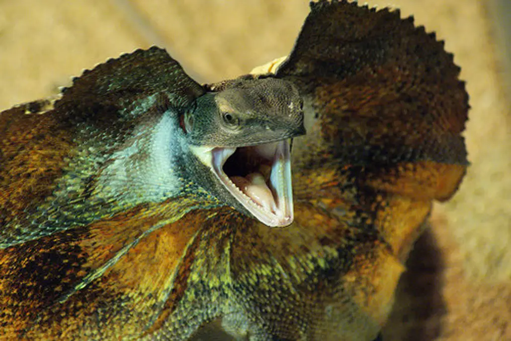The Frilled Lizard