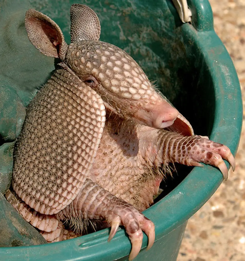 Armadillo’s Have 4 Babies at a Time