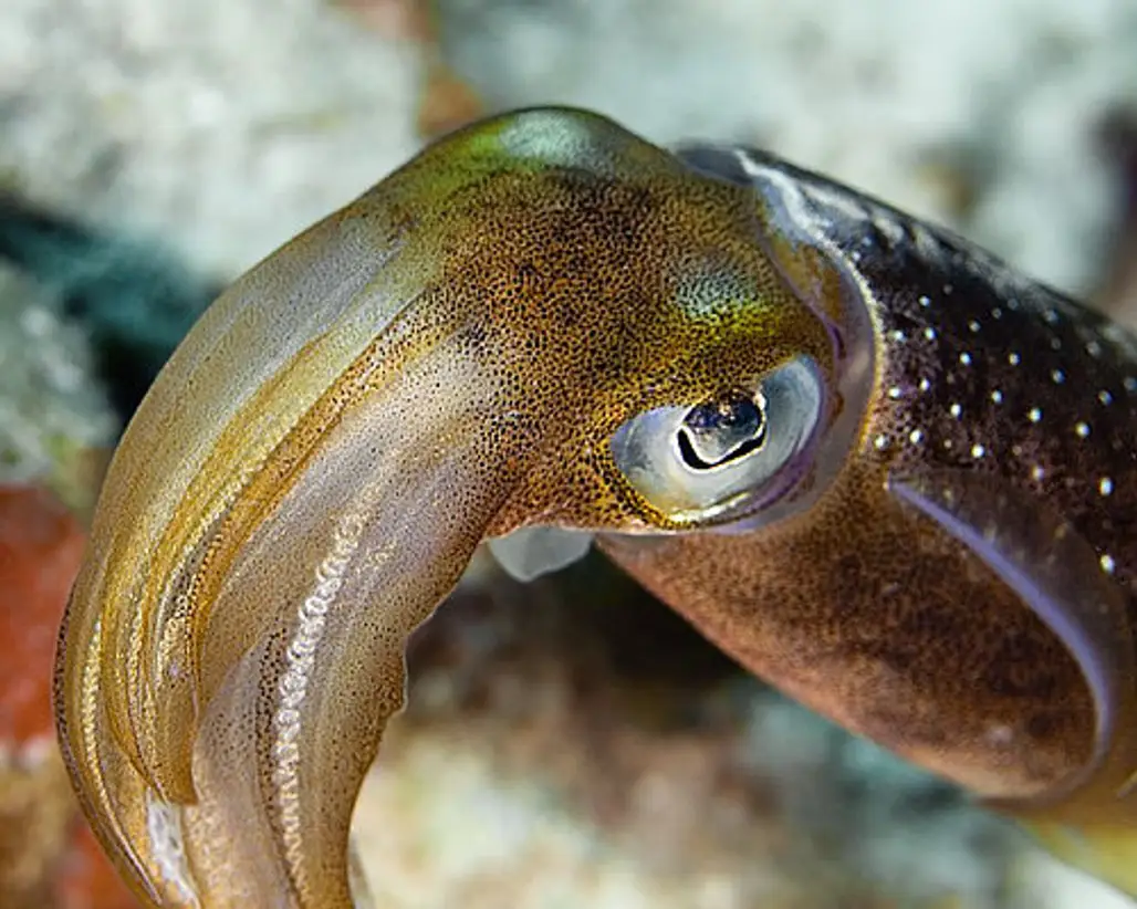 Wow What Big Eyes You Have Mr. Squid