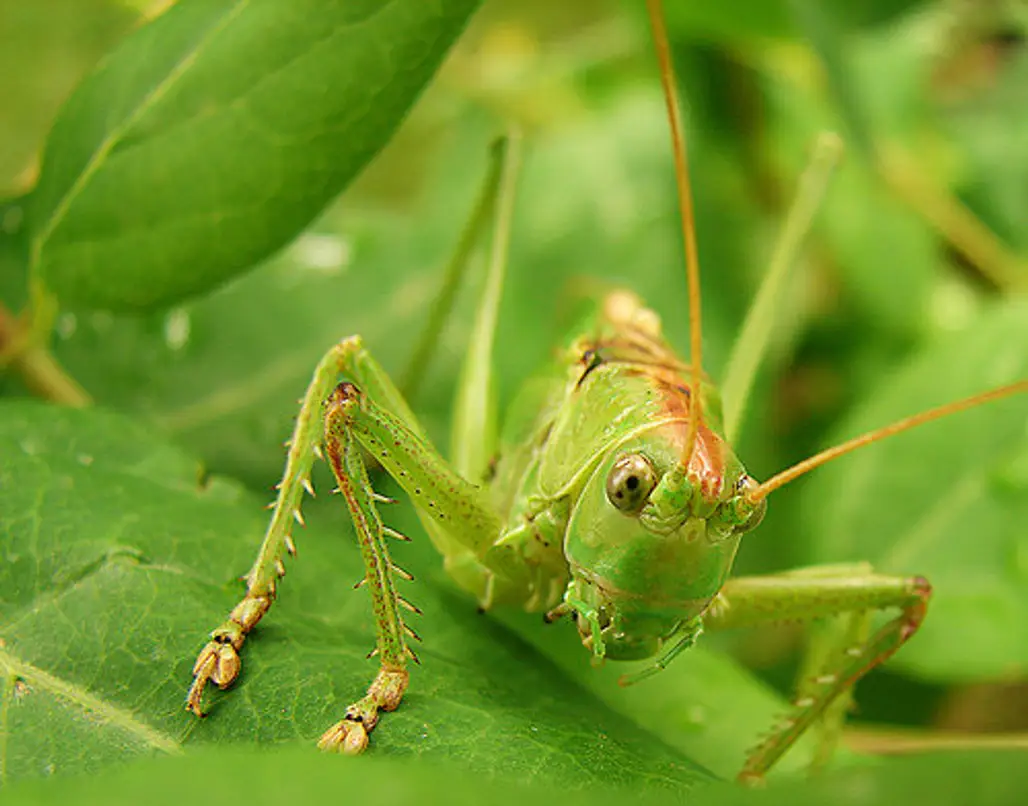 Short Horned Grasshopper