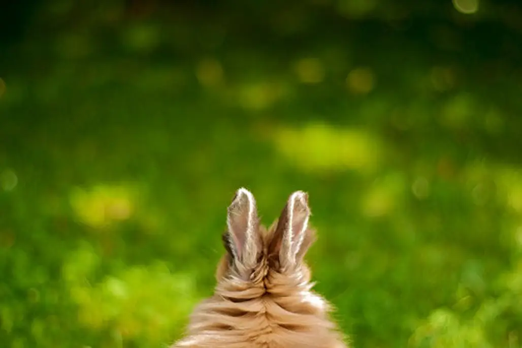 The Bunny Rabbit