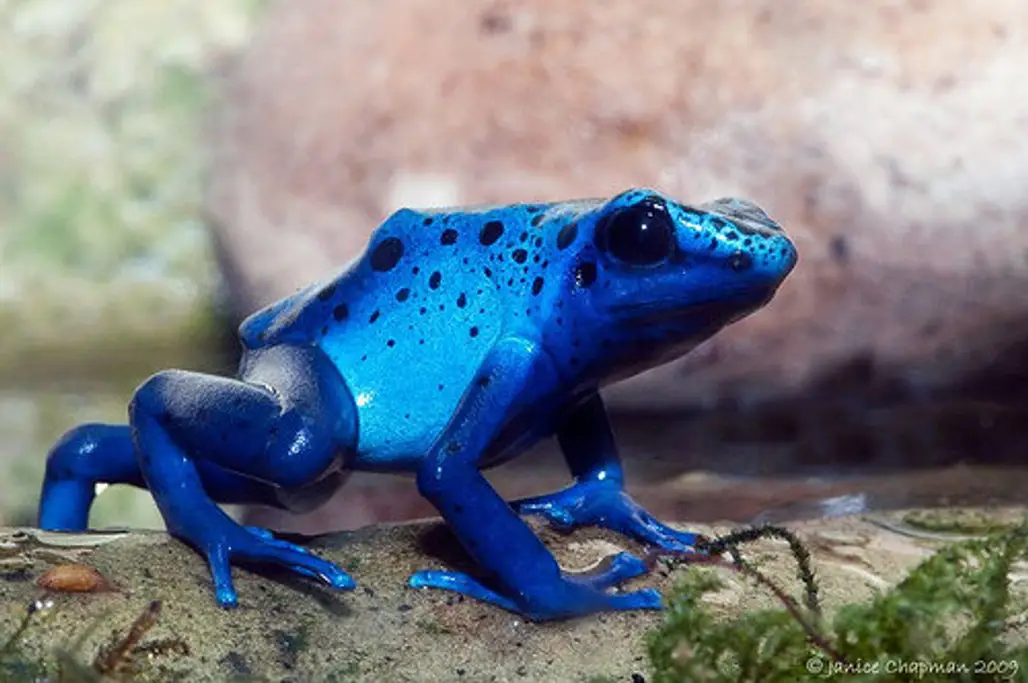 Do You Know about the Poison Arrow Frog?