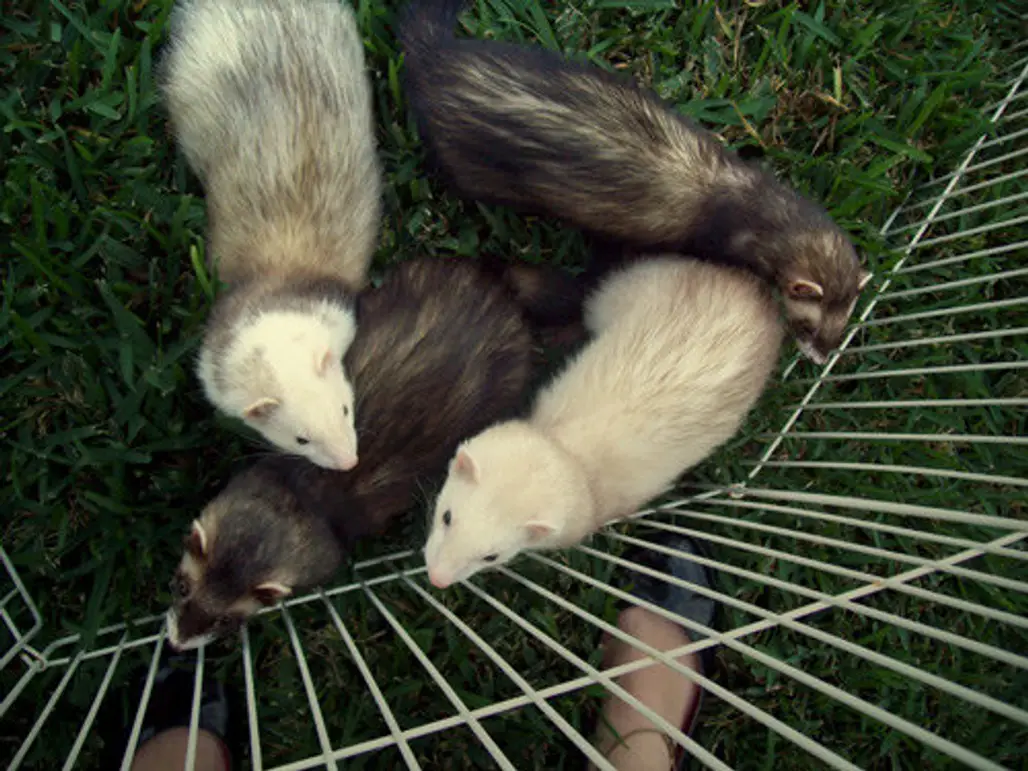 Get a Mate for Your Female Ferret