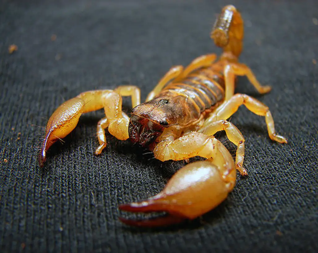 What Will Liquor on a Scorpion do?
