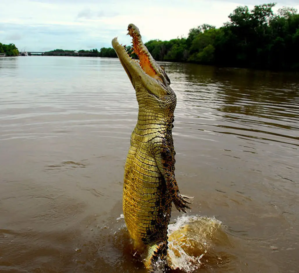 When Being Chased by a Crocodile, What Should You do?