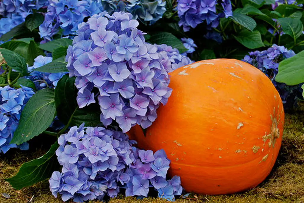 Decorate Pumpkins