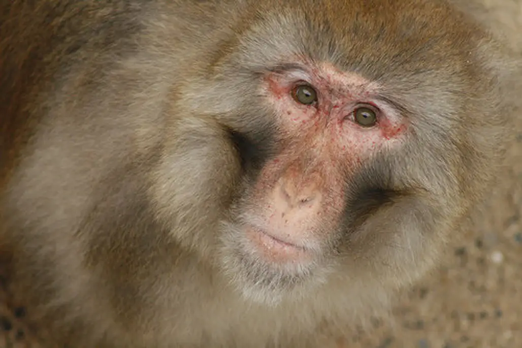 Male Rhesus Monkeys Are Gifted