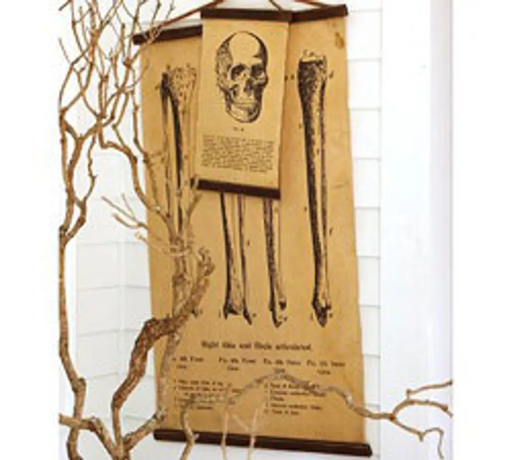 Pottery Barn Unstretched Encyclopedia Skull & Bone Canvas